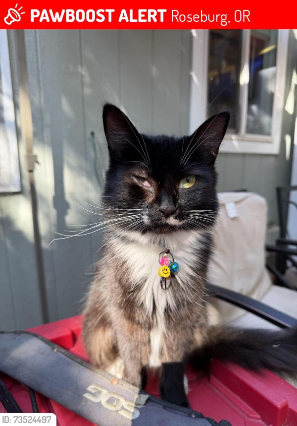 Lost Female Cat last seen Newton Creek, Roseburg, OR 97495