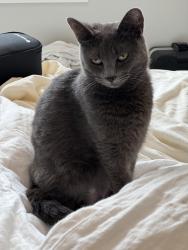 Lost Female Cat last seen Evergreen Street, Second Street, Bellaire, TX 77401