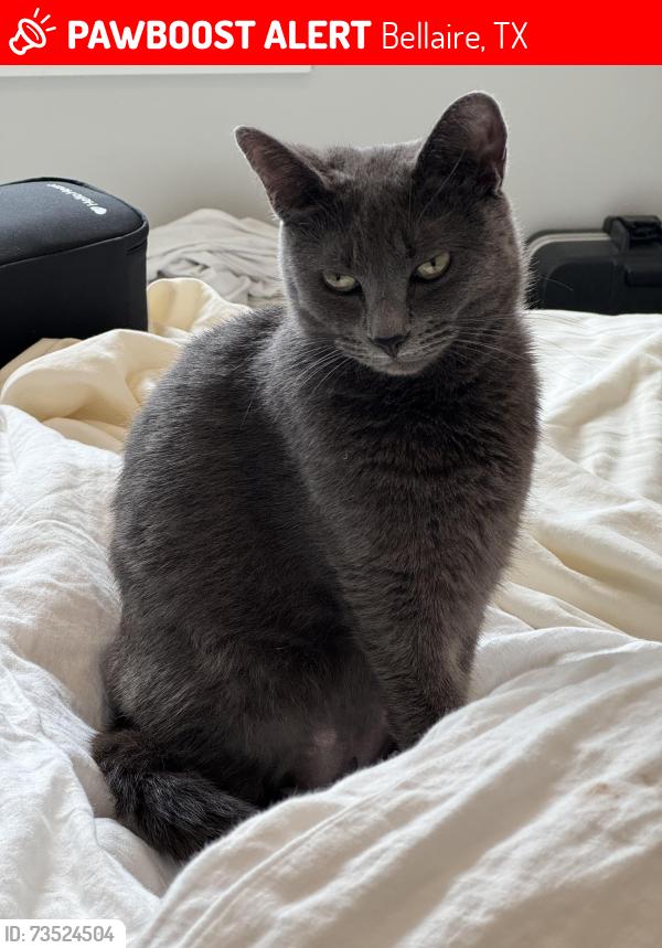 Lost Female Cat last seen Evergreen Street, Second Street, Bellaire, TX 77401