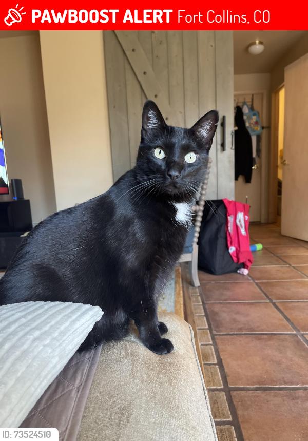 Lost Female Cat last seen Trilby and Lemay, Fort Collins, CO 80525
