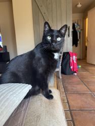 Lost Female Cat last seen Trilby and Lemay, Fort Collins, CO 80525