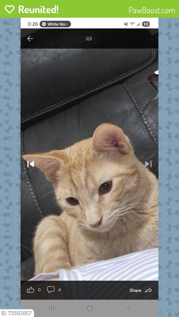 Reunited Male Cat last seen Near W Crested Butte Ave, Nampa, ID 83651, USA, Nampa, ID 83651