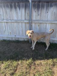 Reunited Male Dog last seen 33rd and Coltrane, Edmond, OK 73013