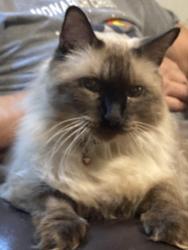 Lost Male Cat last seen 21st Street North and 119th street, Wichita, KS 67205