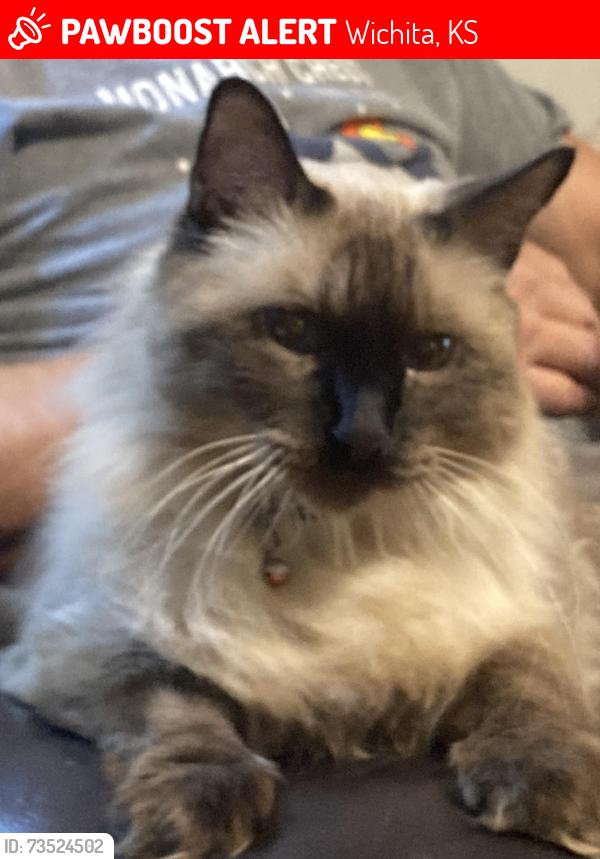 Lost Male Cat last seen 21st Street North and 119th street, Wichita, KS 67205