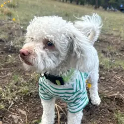 Reunited Male Dog last seen Sueno Park, Phoenix, AZ 85035