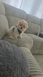 Reunited Male Dog last seen Rancho Cucamonga, Rancho Cucamonga, CA 91730