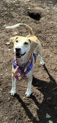 Reunited Female Dog last seen Glenwood and Thomas Ave. N., Minneapolis, MN 55405