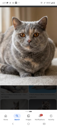 Lost Female Cat last seen Near South Wood Street, Chicago, IL 60643