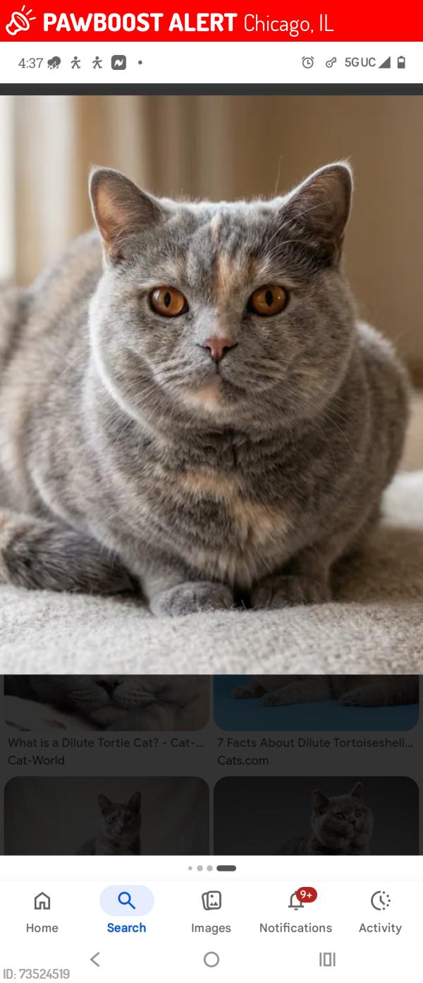 Lost Female Cat last seen Near South Wood Street, Chicago, IL 60643