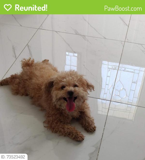 Reunited Male Dog last seen Risebrough circuit & Warden Ave, Markham, ON 