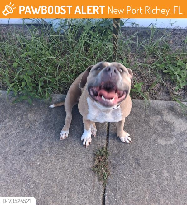 Found/Stray Female Dog last seen Tangle wood neighborhood, New Port Richey, FL 34653