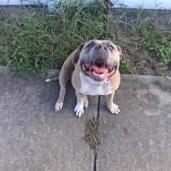 Found/Stray Female Dog last seen Tangle wood neighborhood, New Port Richey, FL 34653