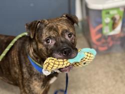 Shelter Stray Male Dog last seen E 180th Street, BRONX, NY, 10457, 326 E 110th St, New York, NY 10029, USA