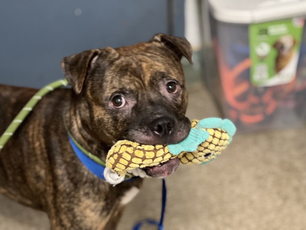 Shelter Stray Male Dog last seen E 180th Street, BRONX, NY, 10457, 326 E 110th St, New York, NY 10029, USA