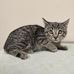 Shelter Stray Male Cat last seen Near Blackwood Common, LIVERMORE, CA, 94551, 4651 Gleason Dr, Dublin, CA 94568, USA