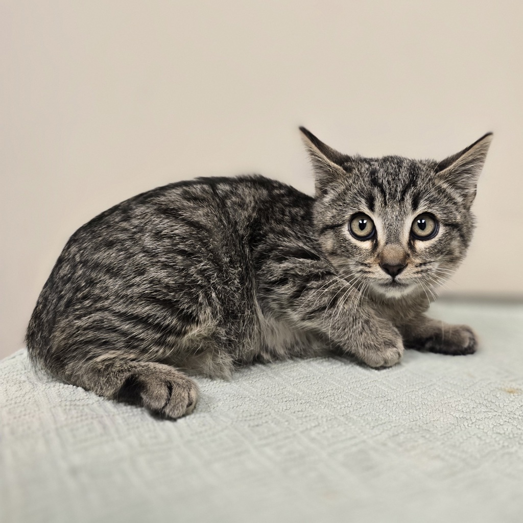 Shelter Stray Male Cat last seen Near Blackwood Common, LIVERMORE, CA, 94551, 4651 Gleason Dr, Dublin, CA 94568, USA