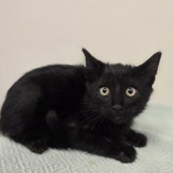 Shelter Stray Male Cat last seen Near Blackwood Common, LIVERMORE, CA, 94551, 4651 Gleason Dr, Dublin, CA 94568, USA