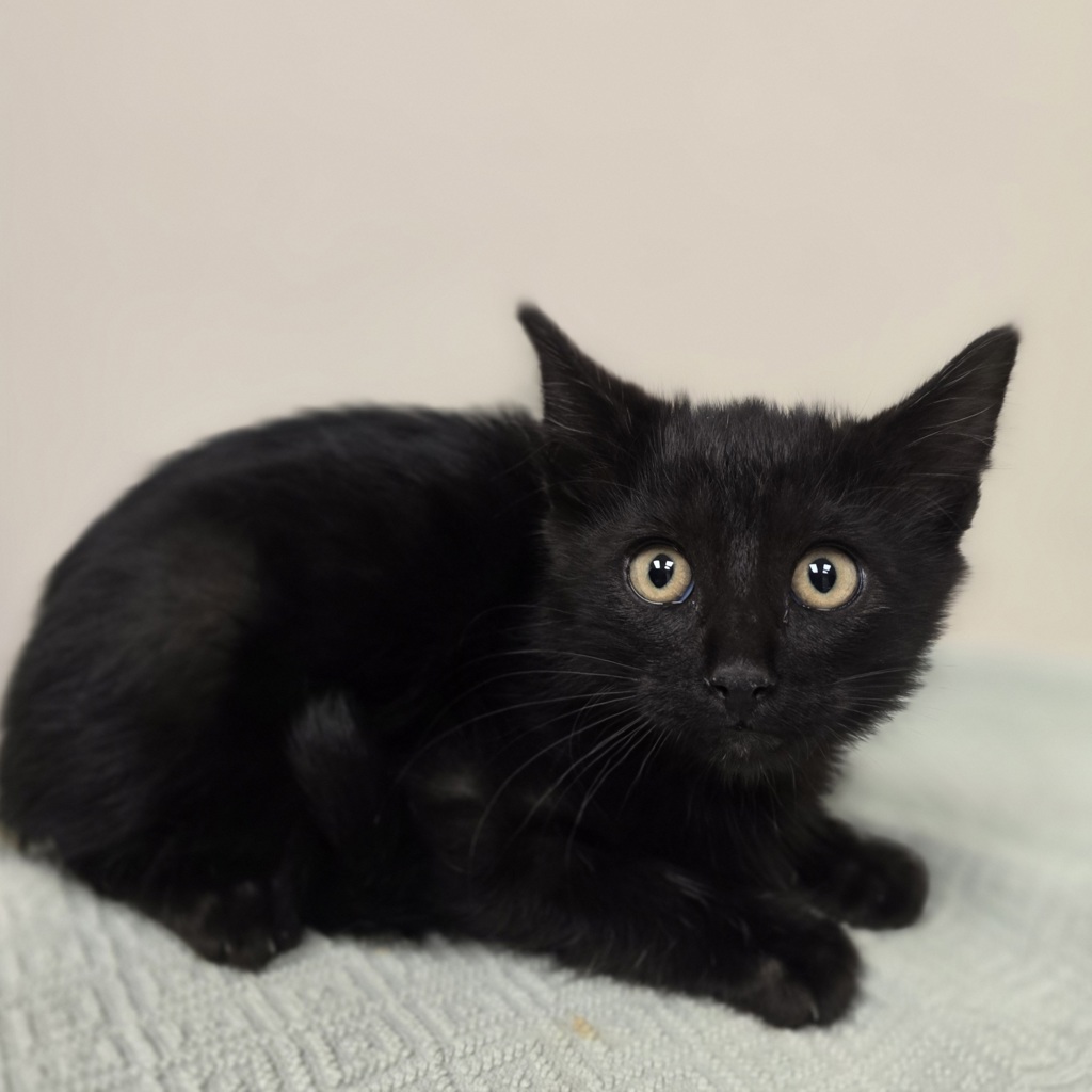 Shelter Stray Male Cat last seen Near Blackwood Common, LIVERMORE, CA, 94551, 4651 Gleason Dr, Dublin, CA 94568, USA
