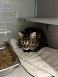 Shelter Stray Female Cat last seen Near S 4800 W, SALT LAKE CITY, UT, 84103, 511 W 3900 S, Salt Lake City, UT 84123, USA