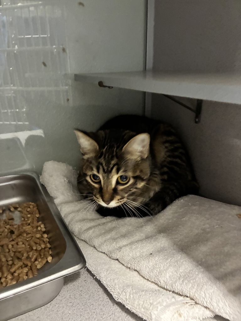 Shelter Stray Female Cat last seen Near S 4800 W, SALT LAKE CITY, UT, 84103, 511 W 3900 S, Salt Lake City, UT 84123, USA