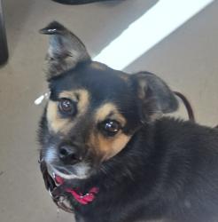 Shelter Stray Male Dog last seen Near Welling Way, San Diego, CA, 92114, El Cajon, CA 92020, USA