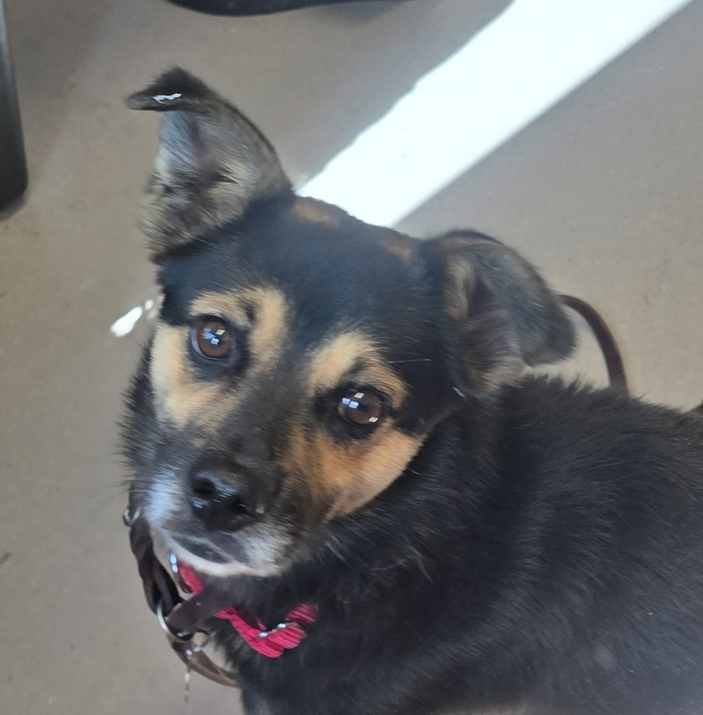 Shelter Stray Male Dog last seen Near Welling Way, San Diego, CA, 92114, El Cajon, CA 92020, USA