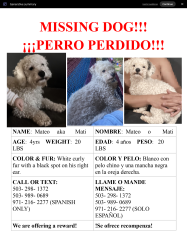 Lost Male Dog last seen Elm st & Young st, Woodburn, OR 97071