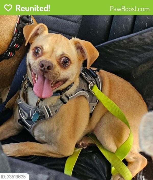 Reunited Male Dog last seen Brunswick ct and Woodland, New Orleans, LA 70131