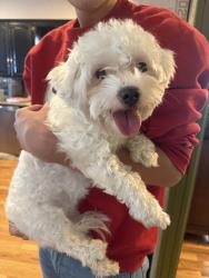 Found/Stray Female Dog last seen Grover, Omaha, NE 68105