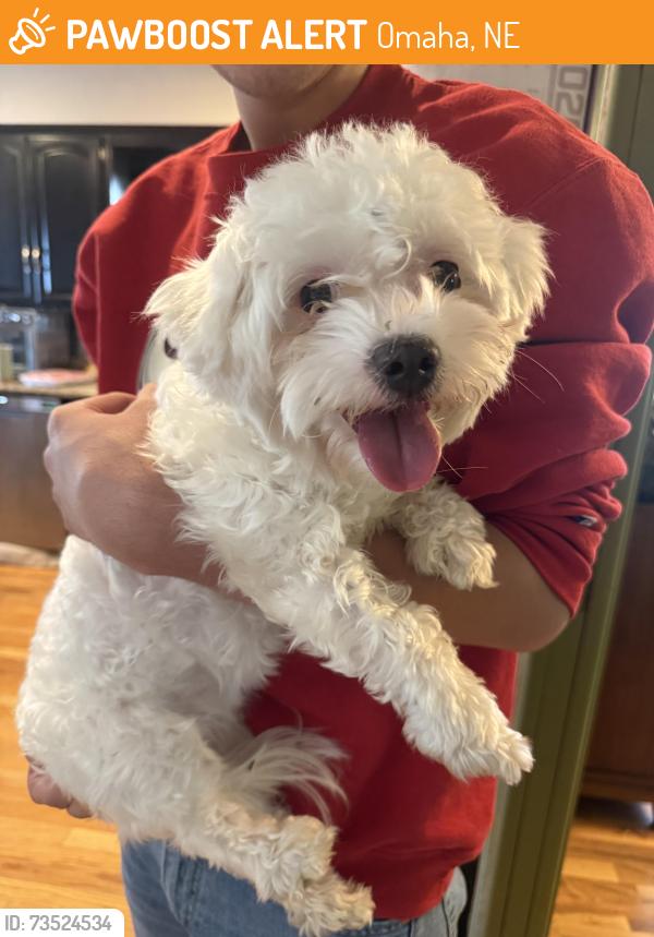 Found/Stray Female Dog last seen Grover, Omaha, NE 68105