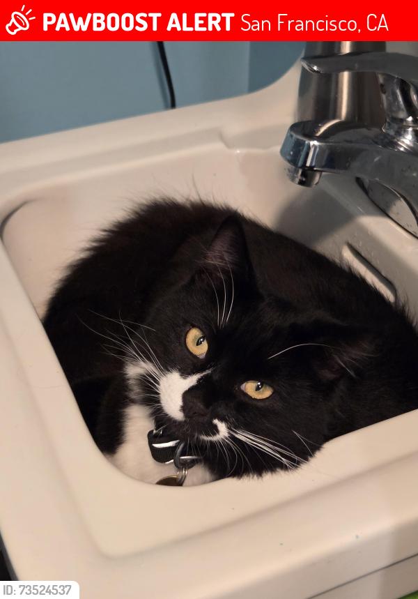 Lost Male Cat last seen Moraga, San Francisco, CA 94122