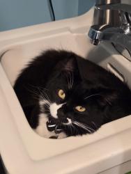 Lost Male Cat last seen Moraga, San Francisco, CA 94122