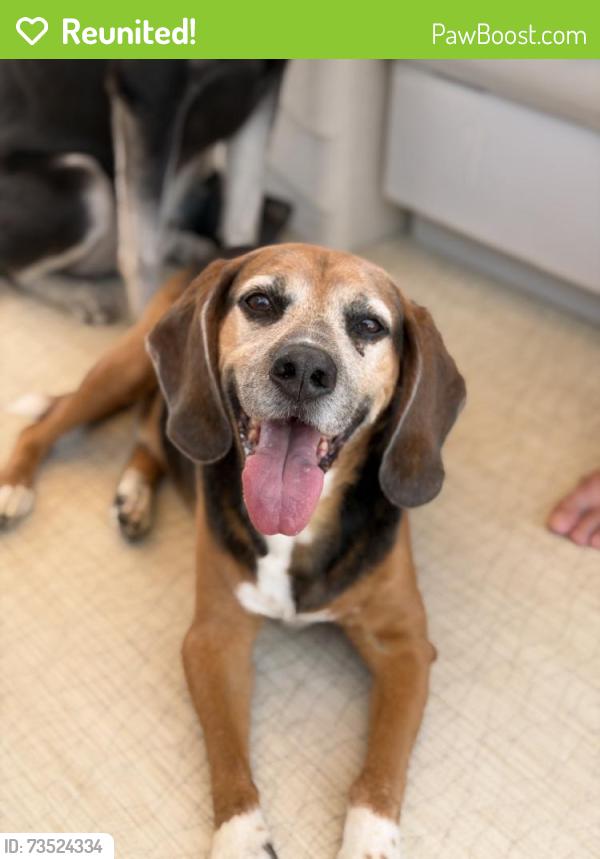 Reunited Male Dog last seen Near Edgewood Ave, Richmond, VA 23222, USA, Richmond, VA 23222