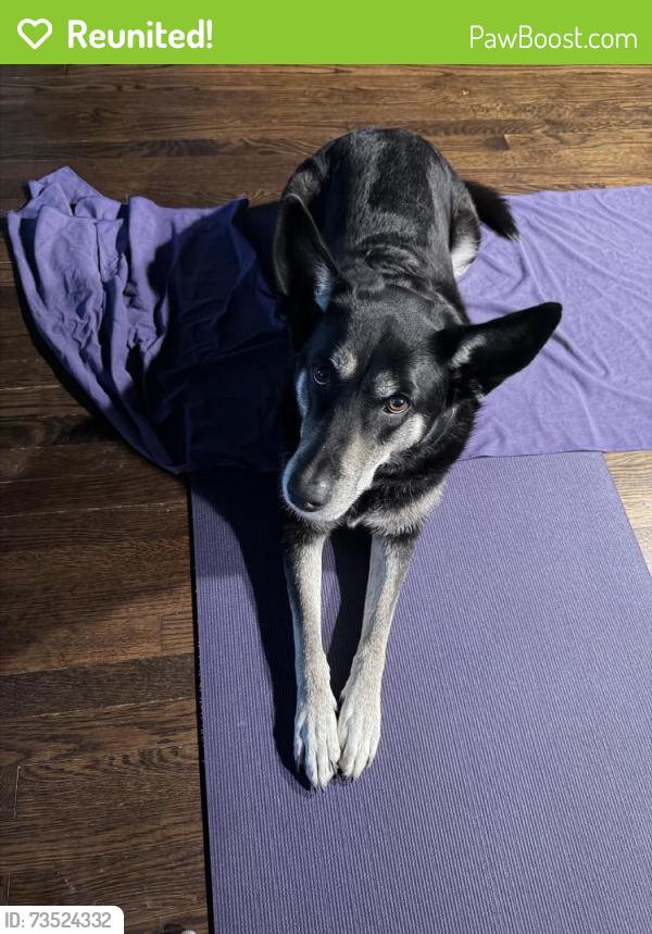 Reunited Female Dog last seen Near Edgewood Ave, Richmond, VA 23222, USA, Richmond, VA 23222