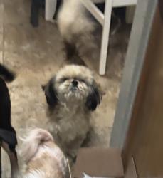 Lost Male Dog last seen 149th and Vickie Street, Oklahoma City, OK 73170