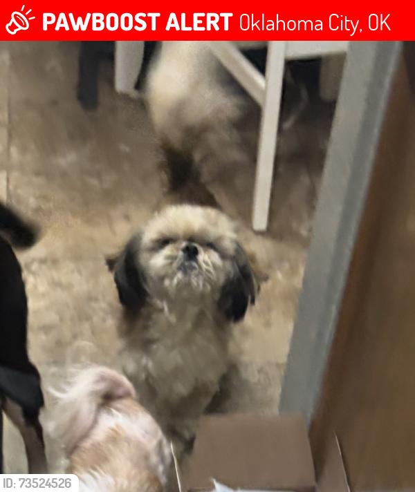Lost Male Dog last seen 149th and Vickie Street, Oklahoma City, OK 73170