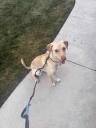 Reunited Male Dog last seen Bellstone Dr and Glenworth Drive, Rountrey Neighbkorhoodd, Midlothian, VA 23112