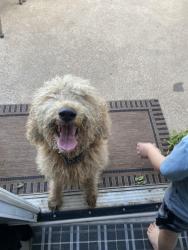 Reunited Female Dog last seen Dan Danciger and Granbury Road, Fort Worth, TX 76133