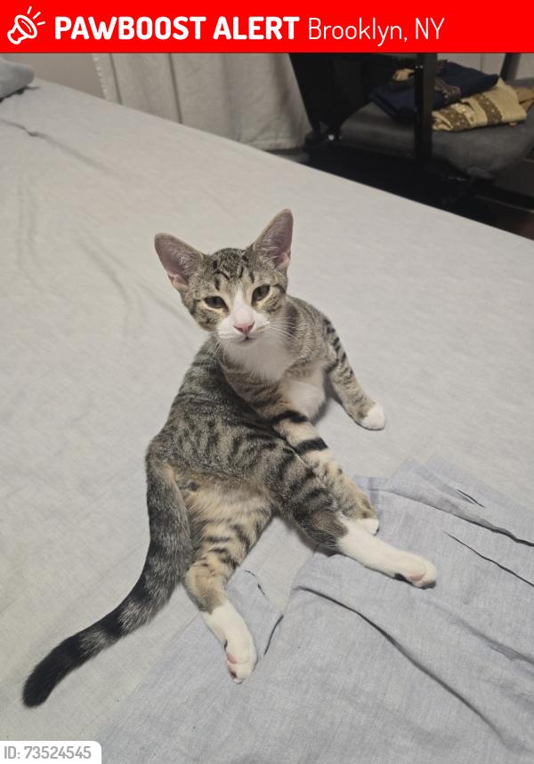 Lost Male Cat last seen blake ave, Brooklyn, NY 11208