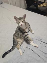 Lost Male Cat last seen blake ave, Brooklyn, NY 11208