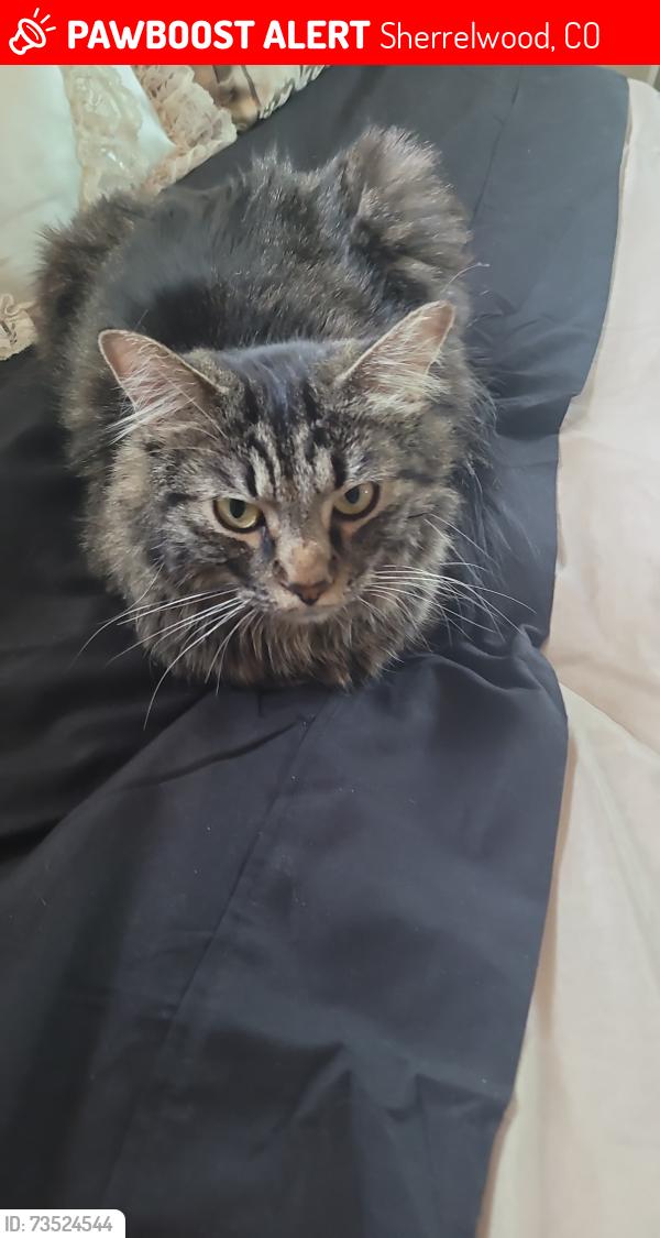 Lost Female Cat last seen Near ave and greenwood, Denver, CO 80221