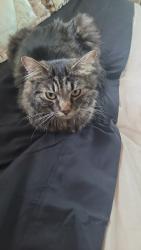 Lost Female Cat last seen Near ave and greenwood, Denver, CO 80221