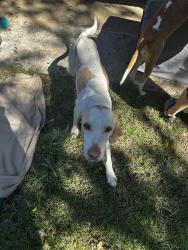 Found/Stray Male Dog last seen SC 48/Bluff Rd toward Congaree, Columbia, SC 29205