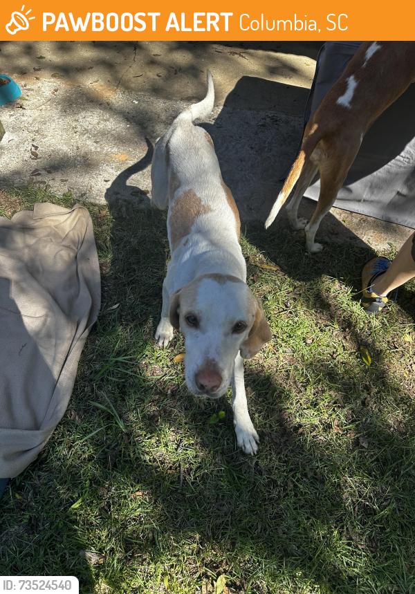 Found/Stray Male Dog last seen SC 48/Bluff Rd toward Congaree, Columbia, SC 29205