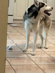 Found/Stray Male Dog last seen Miami beach, Miami Beach, FL 33141