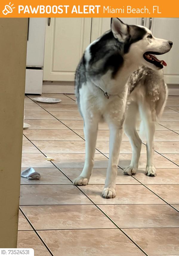 Found/Stray Male Dog last seen Miami beach, Miami Beach, FL 33141