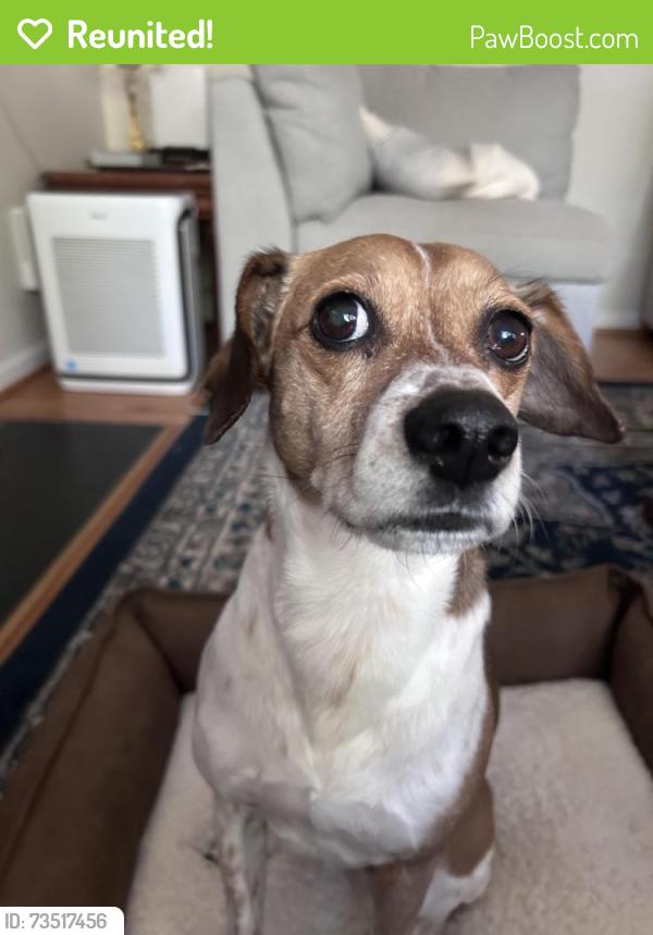 Reunited Male Dog last seen Near Lippershey Ct, Cary, NC 27513, USA, Cary, NC 27513
