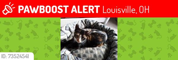 Lost Female Cat last seen State street and Immel., Louisville, OH 44641