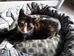 Lost Female Cat last seen State street and Immel., Louisville, OH 44641